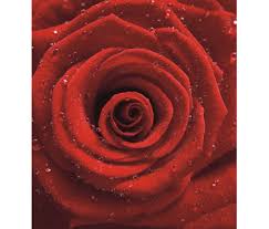 Foto tapeta Magic Wall "ruža" 232.5x260cm Rasch