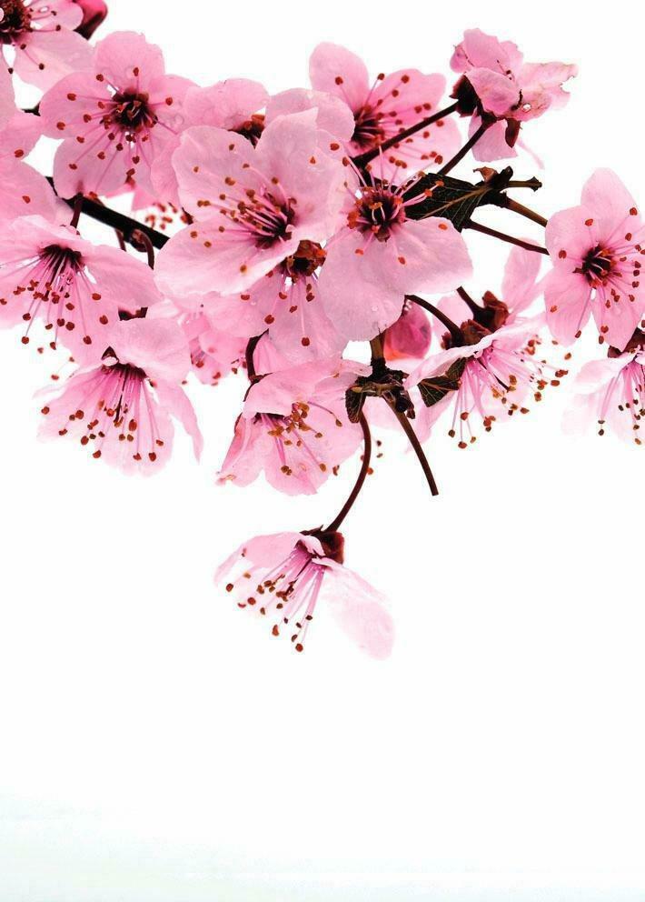 Foto tapeta Magic Wall "cvijet trešnje" 186x260cm Rasch