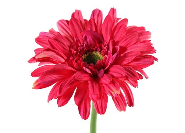 Dekor. cvijet-dalija 63.5cm roza DecoStar