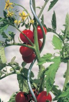 Žica za paradajz 180cm pocincana