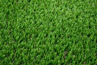 Vještačka trava debljina 30mm širina 2m Garland Grass