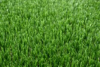 Vještačka trava debljina 40mm širina 2m Garland Grass