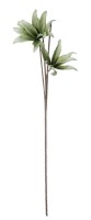 Ukrasni cvijet Hemerocallis X2F 2 h 113cm zeleni/smedji Bizzotto