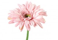Dekor. cvet-dalija 63.5cm pink-rozi DecoStar